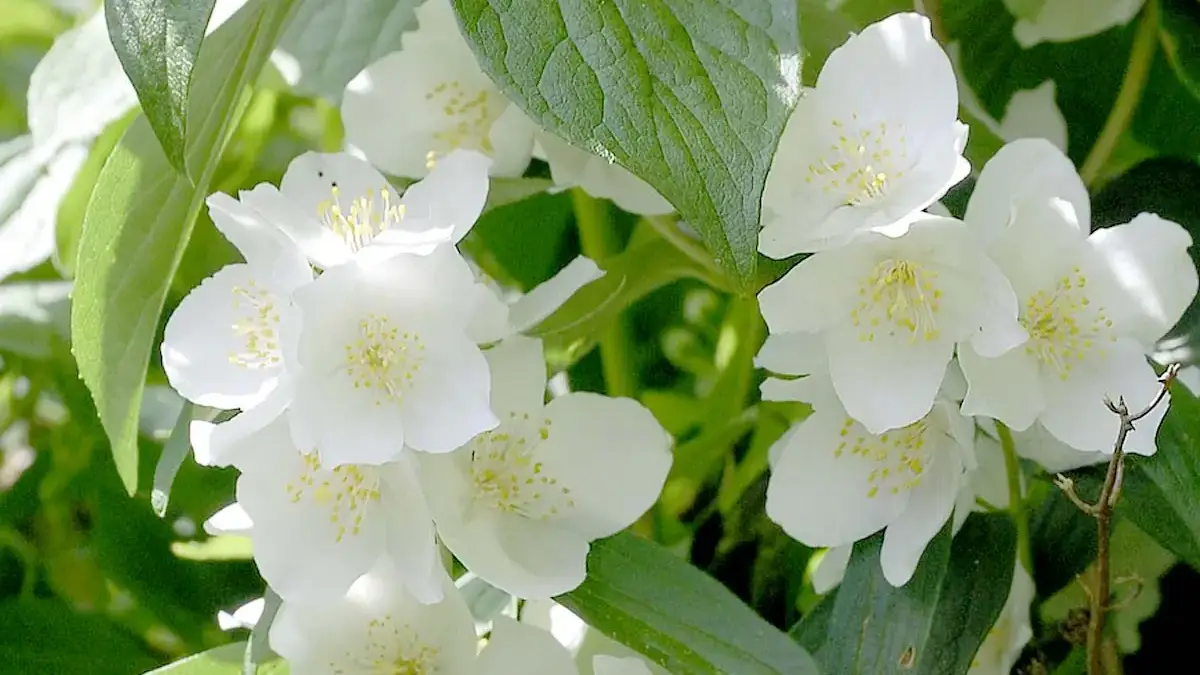 A variety of trees shrubs and vines