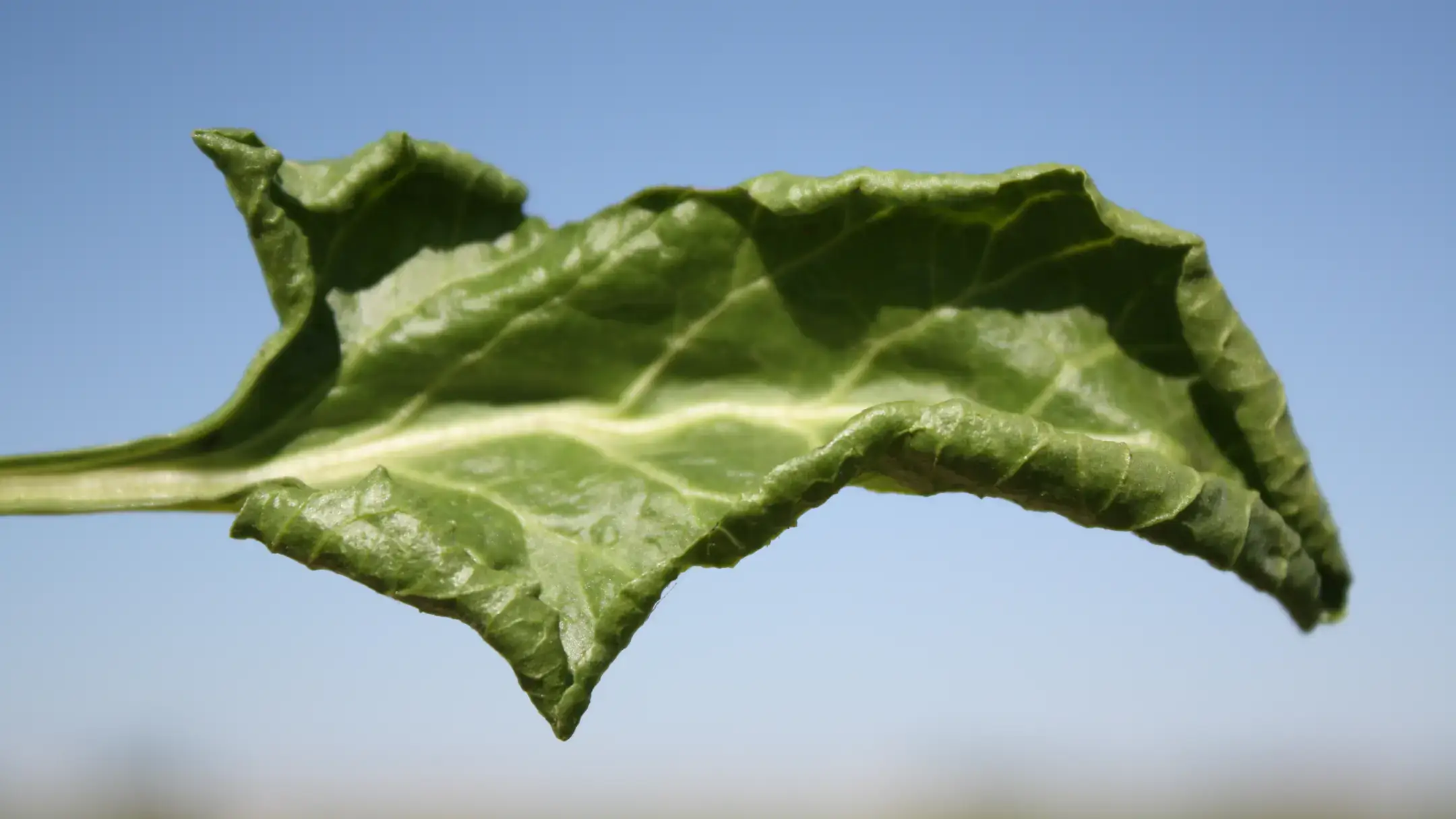 Integrated pest management photos and files