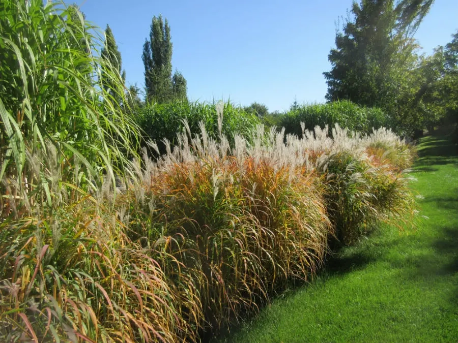 Tall grasses on a sunny day