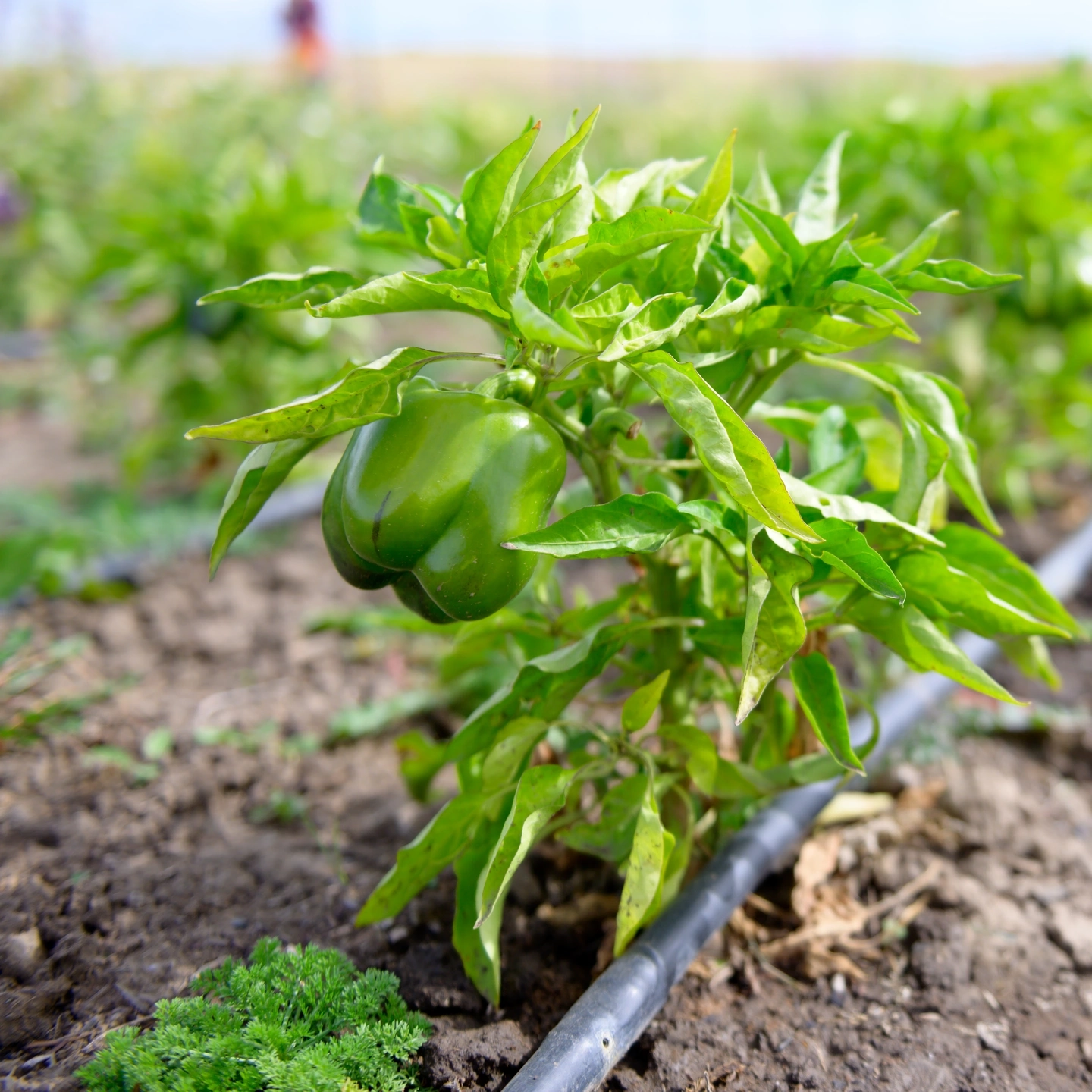 Students harvesting at the Soil Stewards Farm
