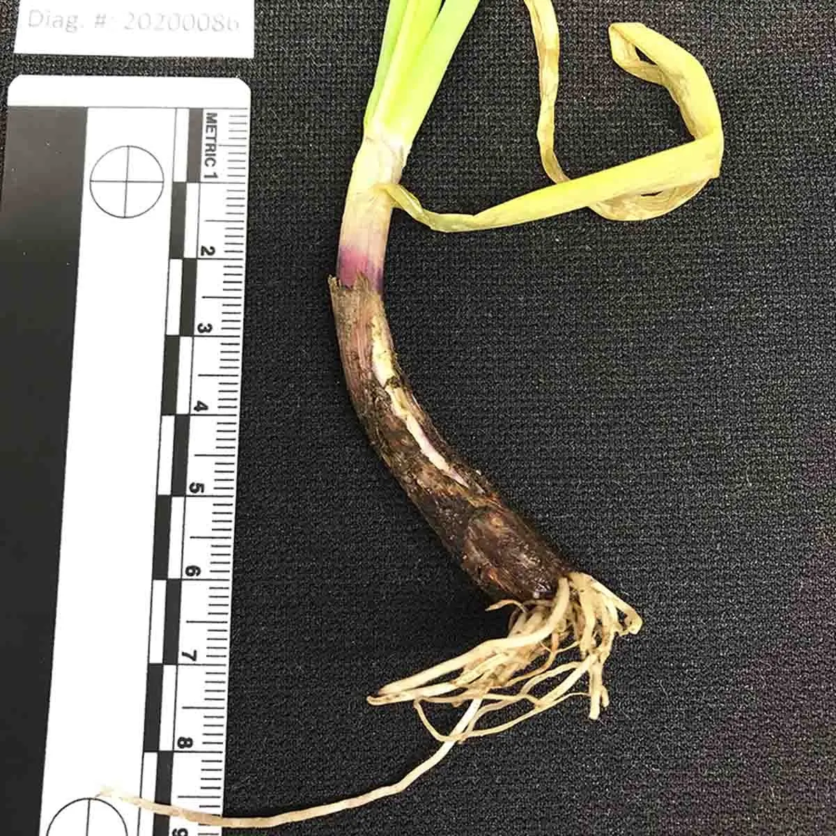 A variety of onion diseases photos