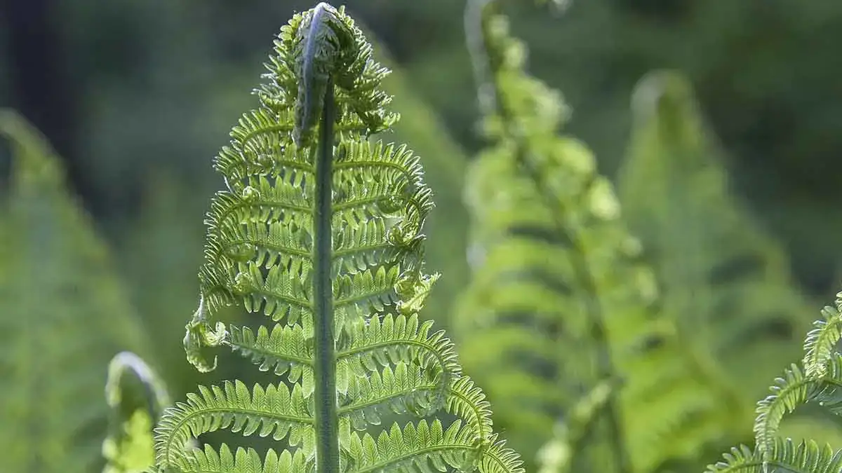 A variety of perennials from African daisies to yarrow