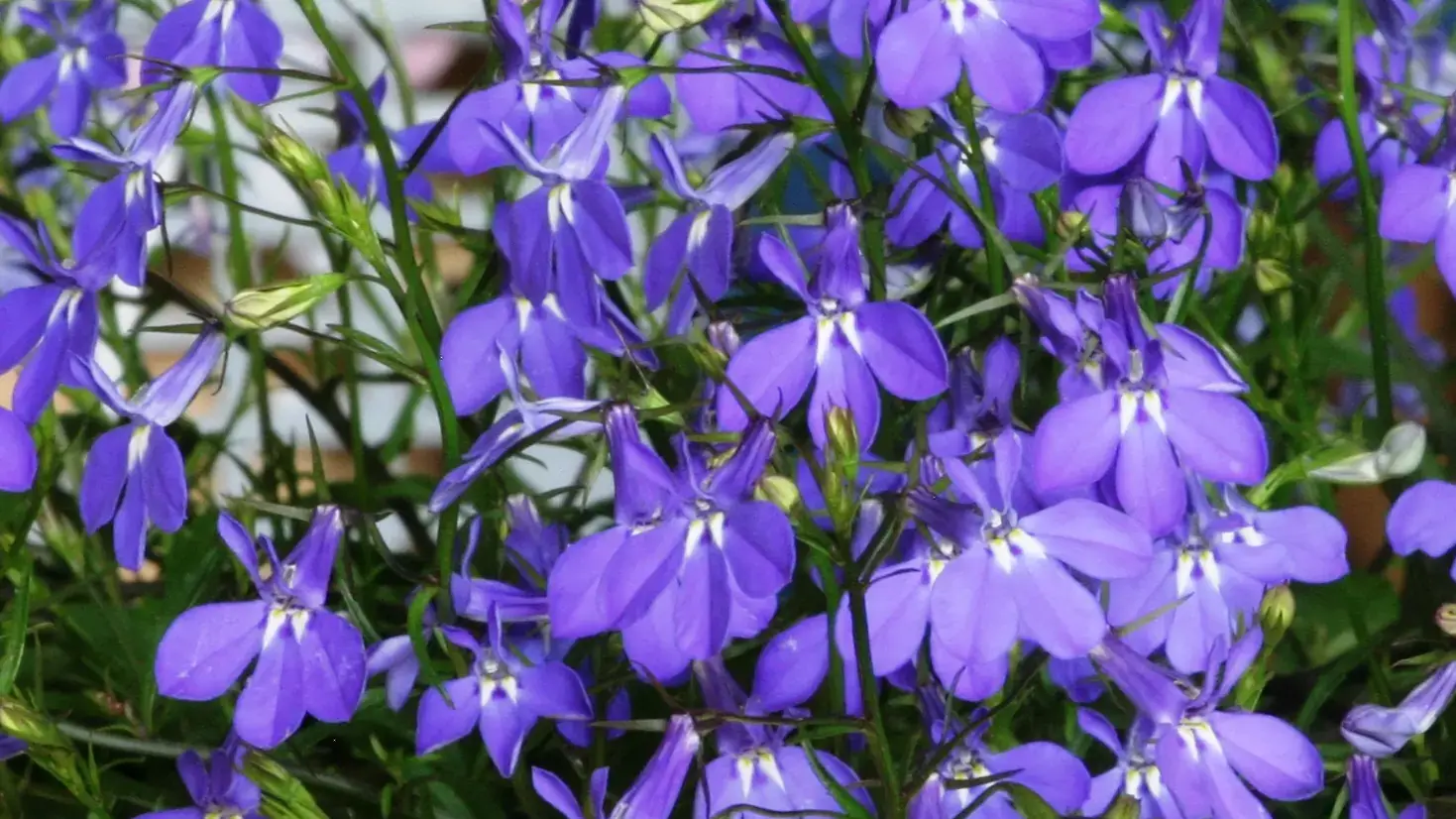 Herbaceous plants that are typically annuals