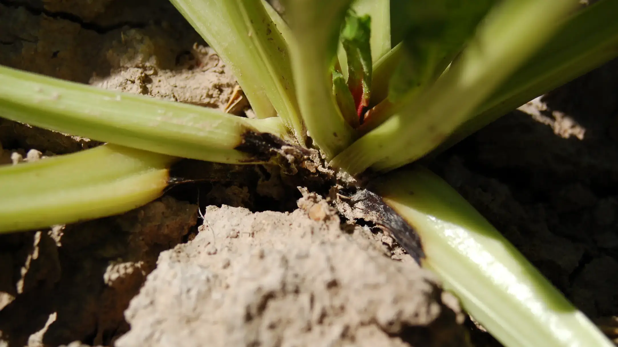 Lesions on petioles from Rhizoctonia infection.