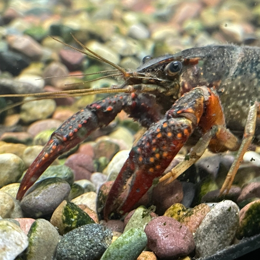 Female Red Swamp Crayfish recovered from Kiwanis Ponds. Courtesy of Jamie MortonRed swamp crayfish found near Lewiston by former high school students