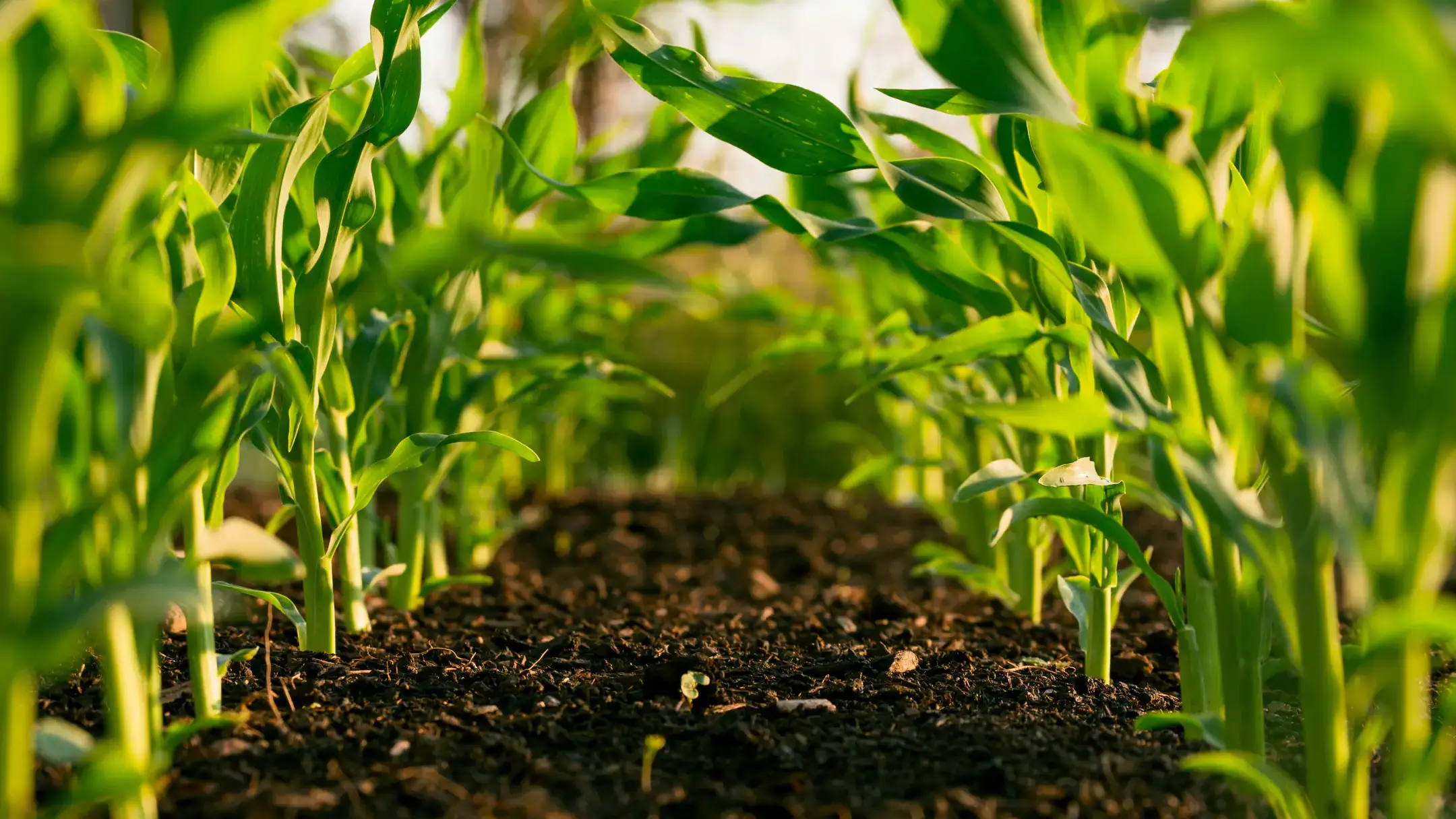 Corn plants in a row with rich soil in between