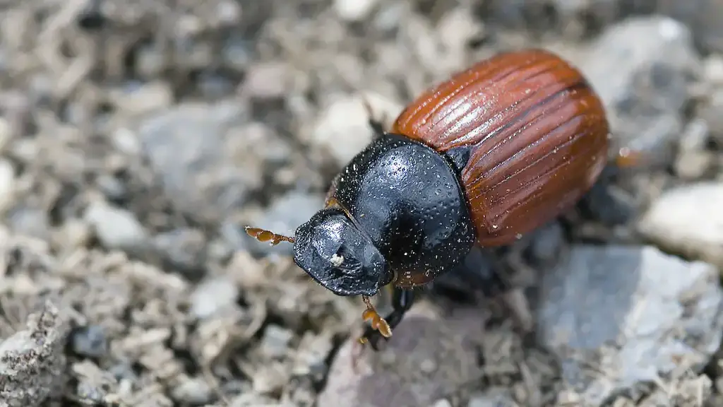 Beneficial and pest insects