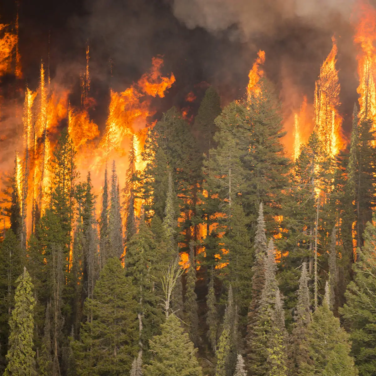 Black smoke billows from forest fire.