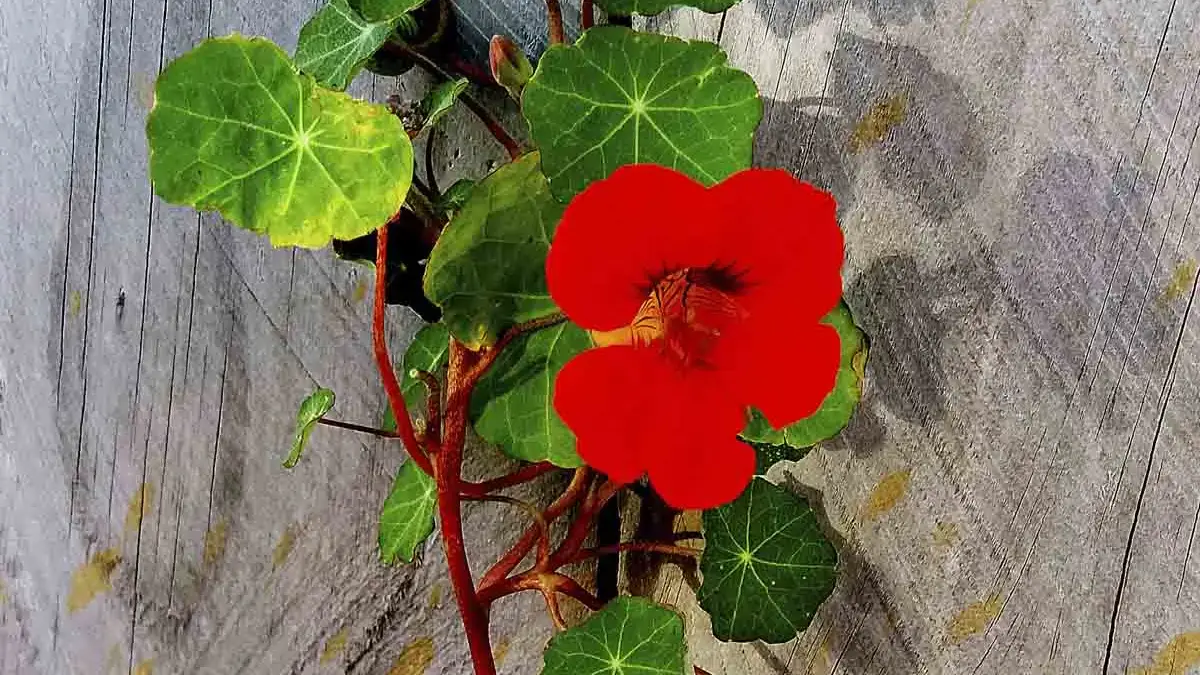 Herbaceous plants that are typically annuals