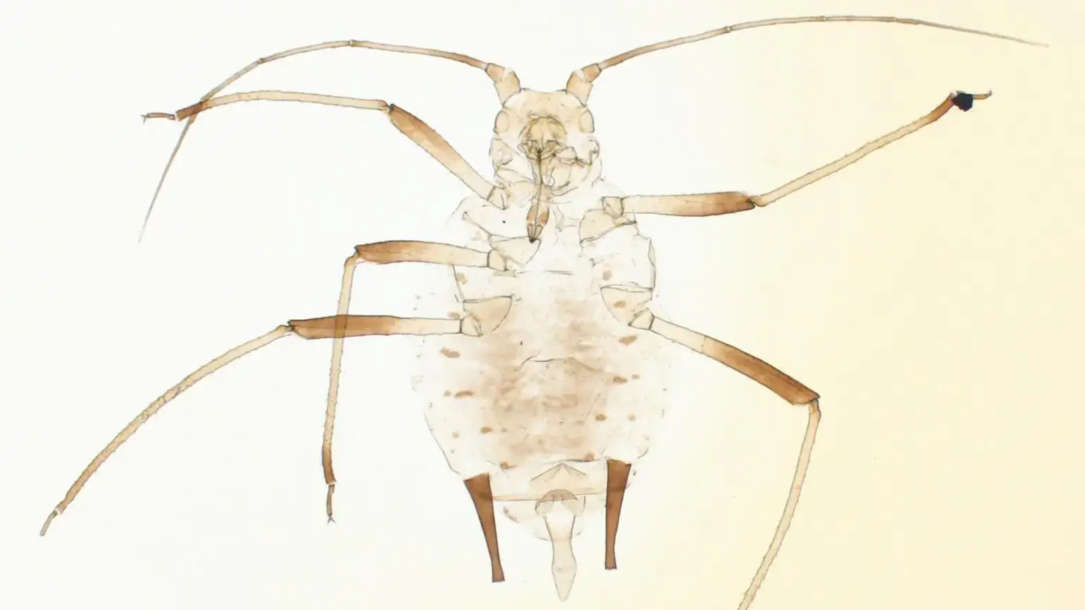 Comparing cornicle sizes of a Russian wheat aphid and English grain aphid.