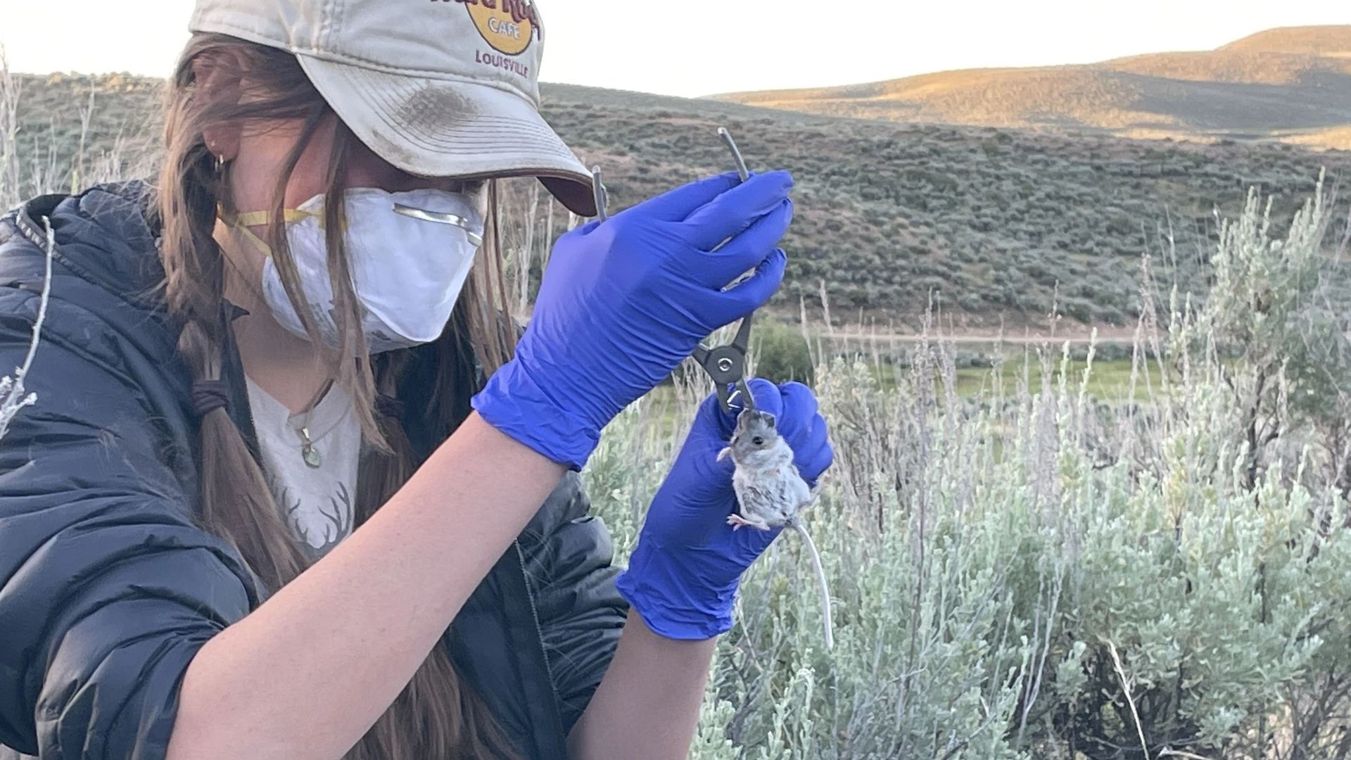 A woman out in the sage brush measuring the head of a rodent