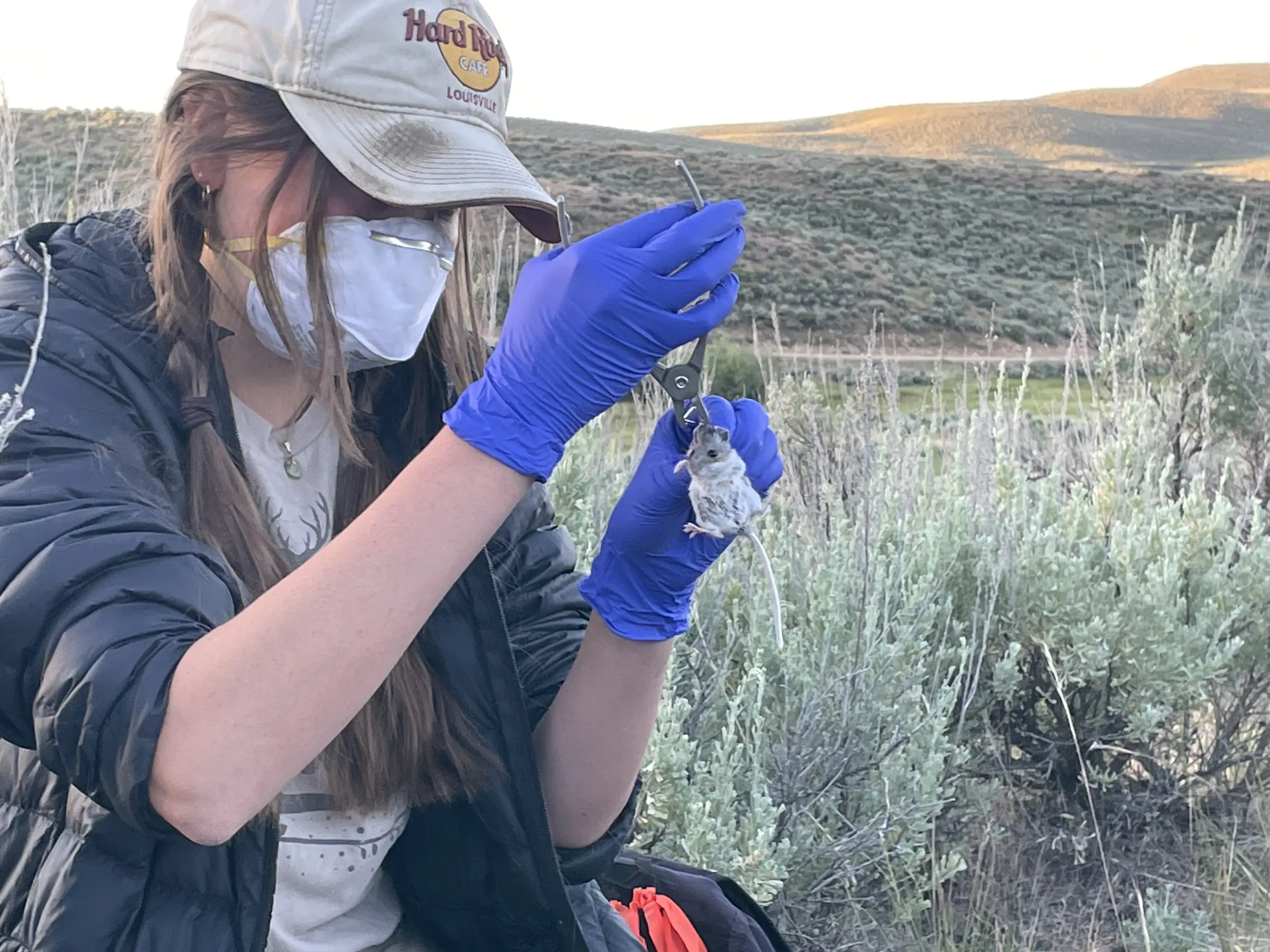 A woman out in the sage brush measuring the head of a rodent