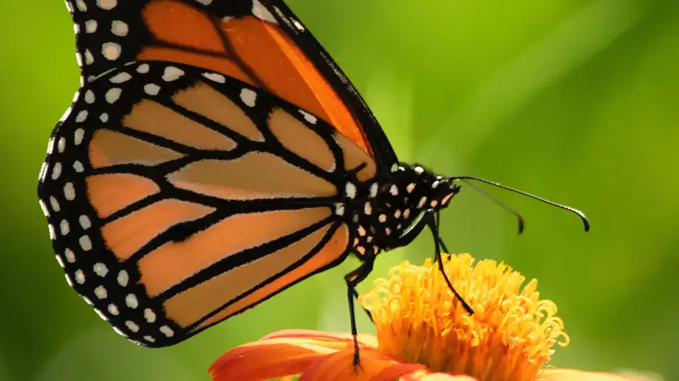 Beneficial and pest insects