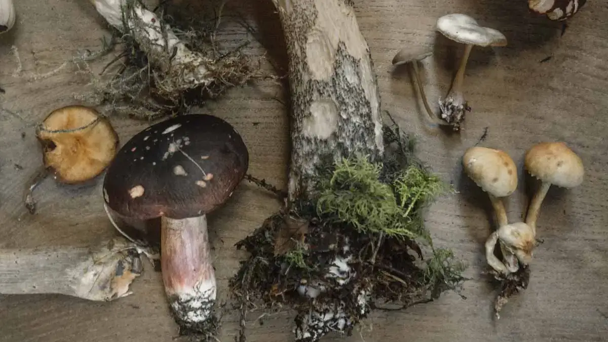 Landscapes and Gardens photos