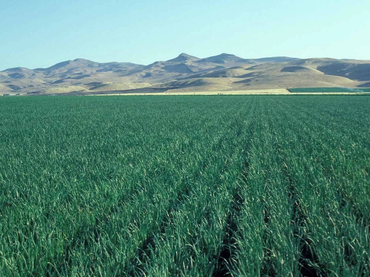 A photo showing aridisols in a haplocalcid landscape