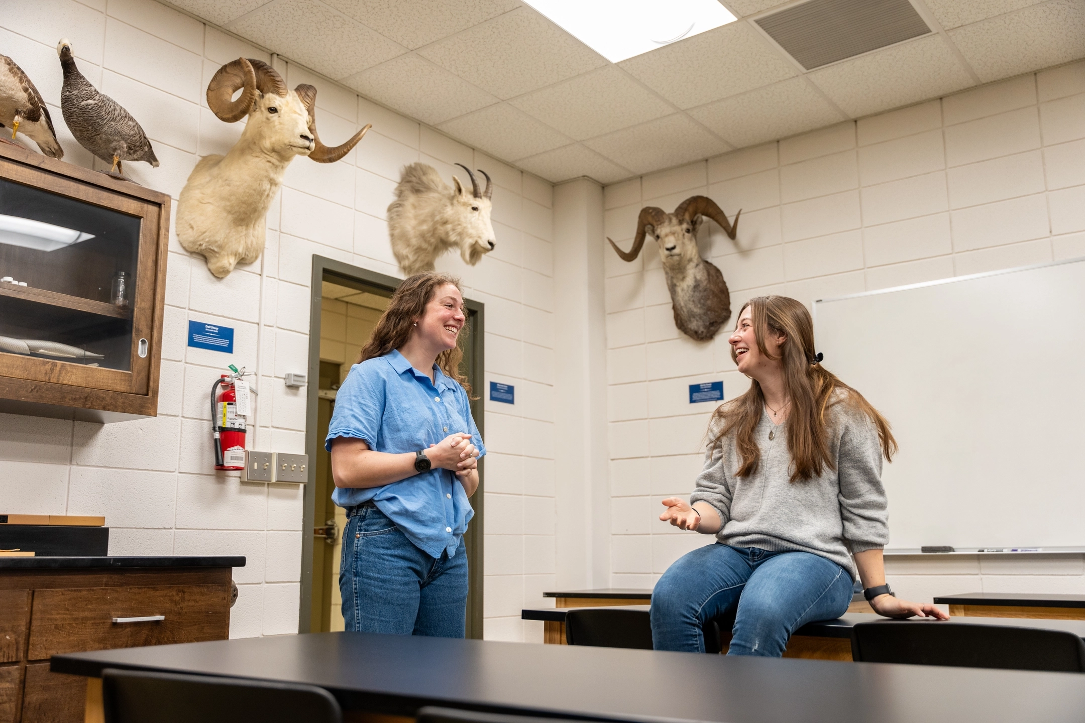 College of Natural Resources graduate students, Emily Lowrimore (left) and Alexis Means, are studying bighorn sheep in Oregon’s John Day Canyon under Associate Professor Ryan Long.