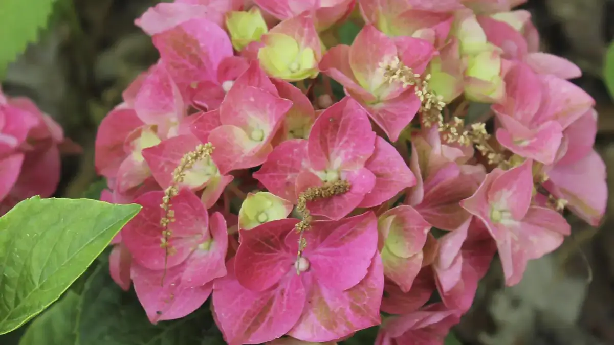 A variety of perennials from African daisies to yarrow