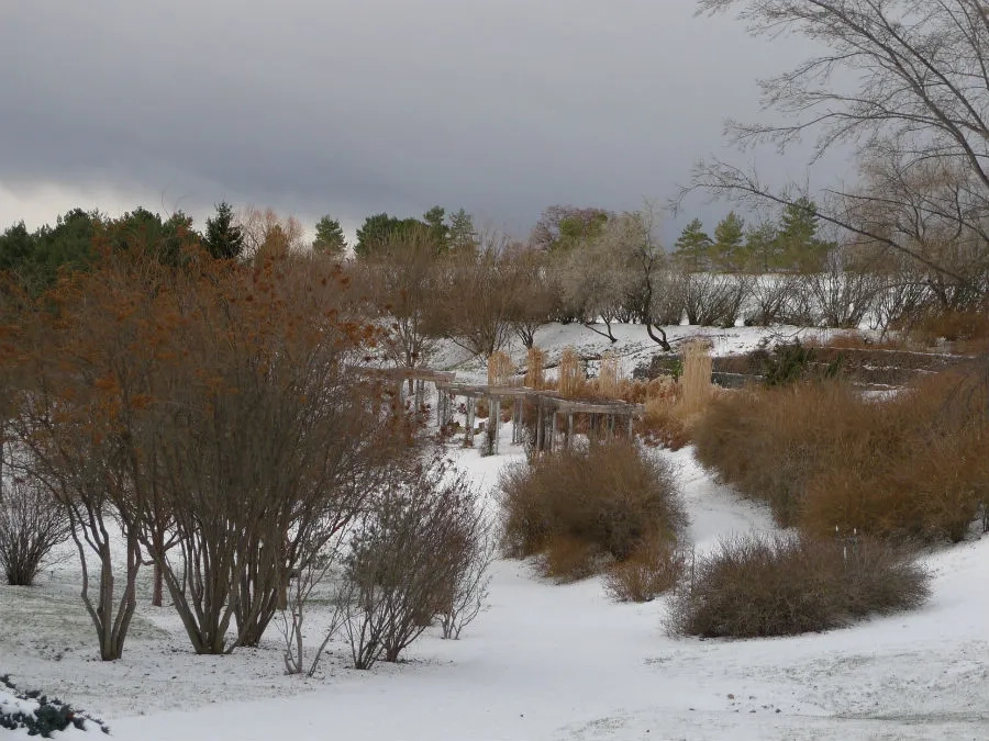 A snowy Arboretum landscape with a view of the Asian pergola