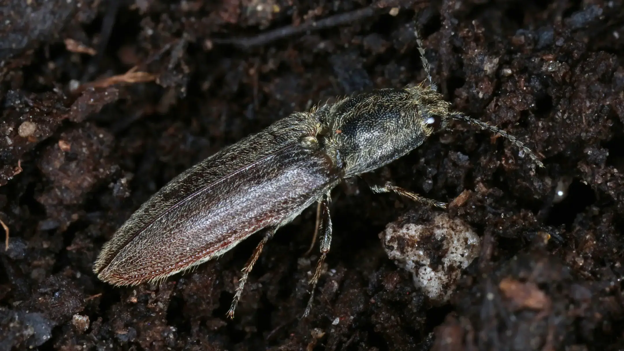 Integrated pest management photos and files