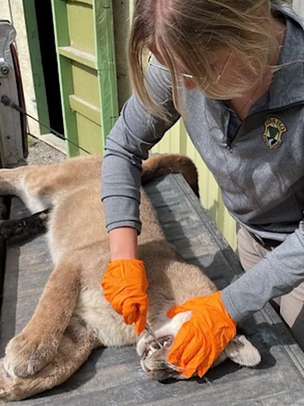A woman wearing gloves uses tools to remove a tooth from a harvested mountain lion on a table outdoors