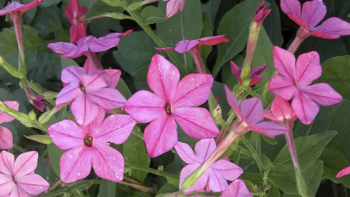 Herbaceous plants that are typically annuals