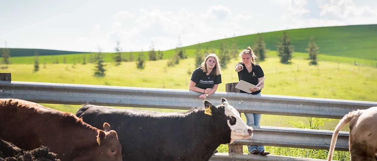Two U of I students standing outside of a corral looking at cows. 