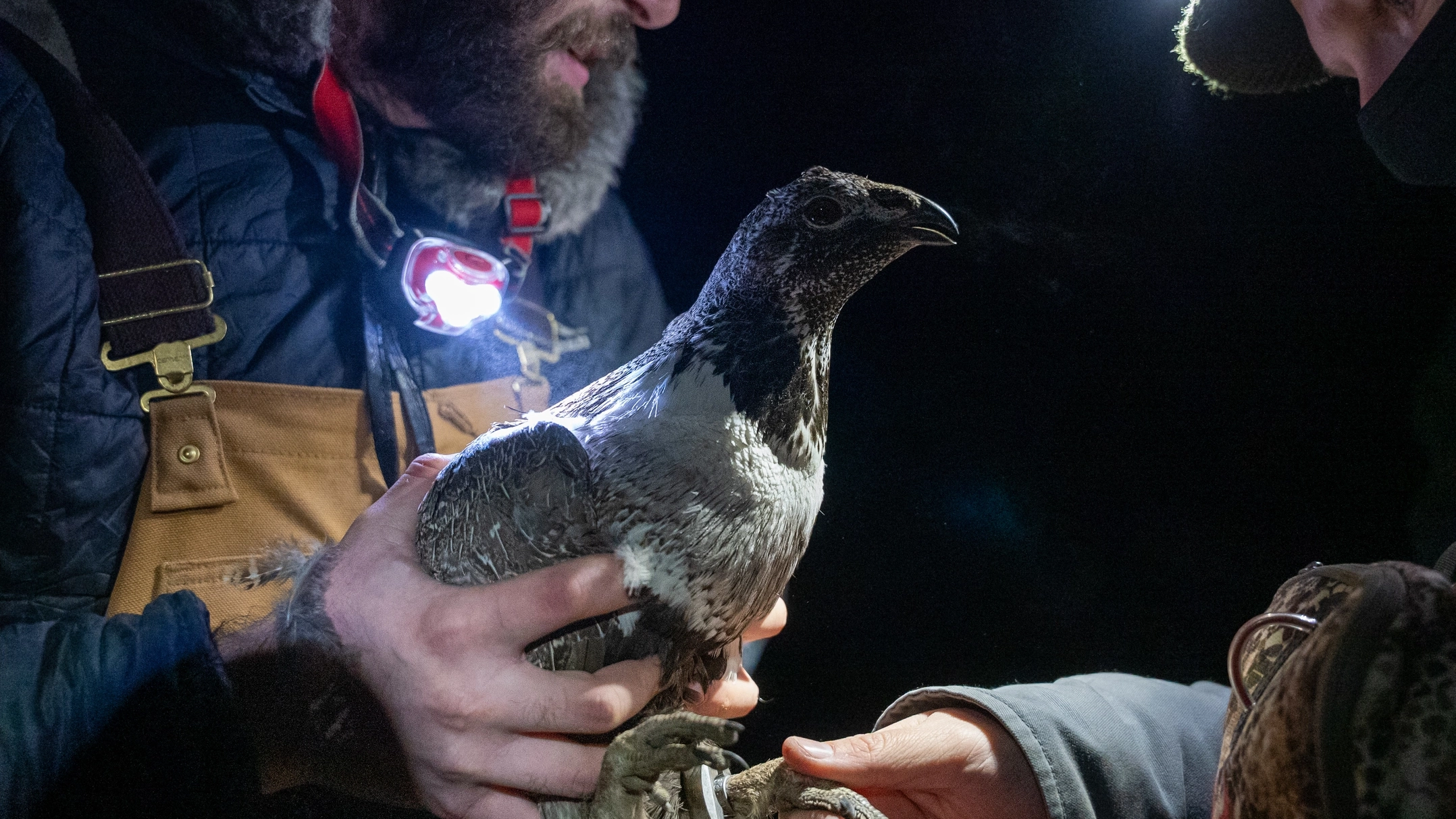 A researcher holding a Sage Grouse
