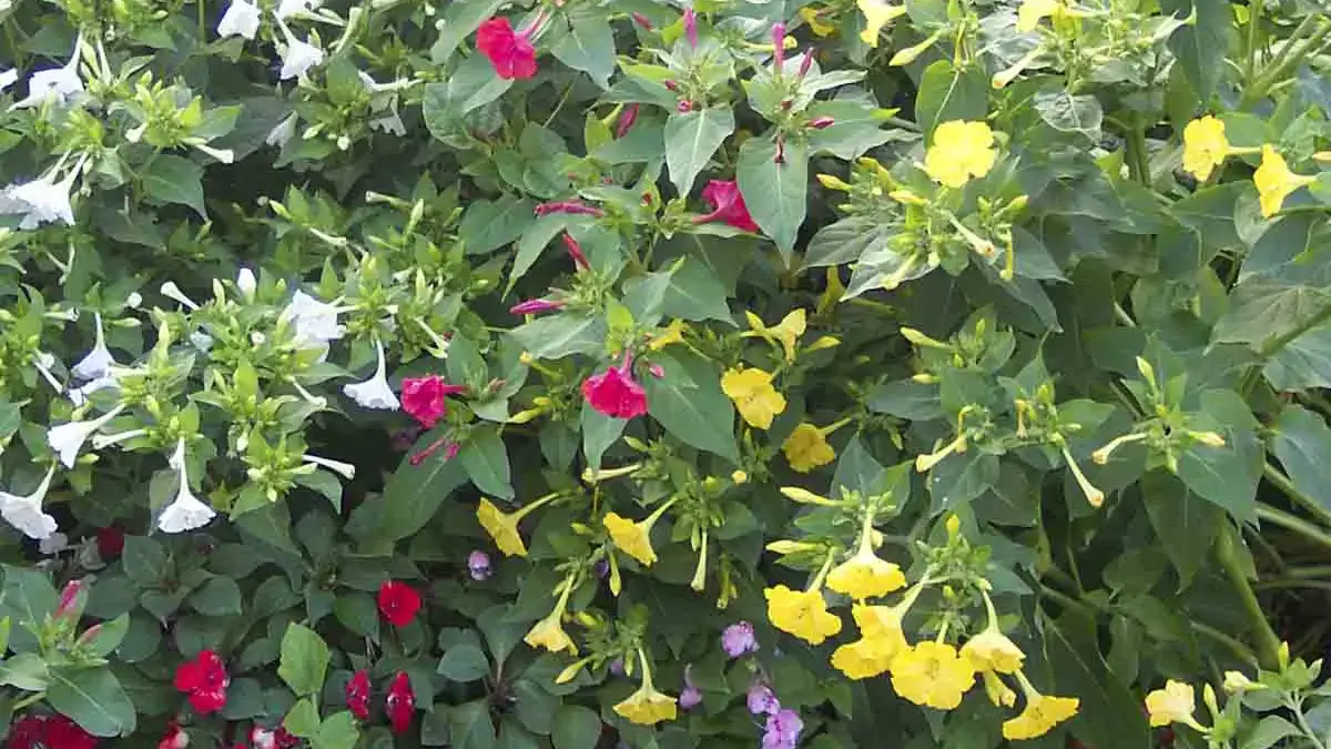 Herbaceous plants that are typically annuals