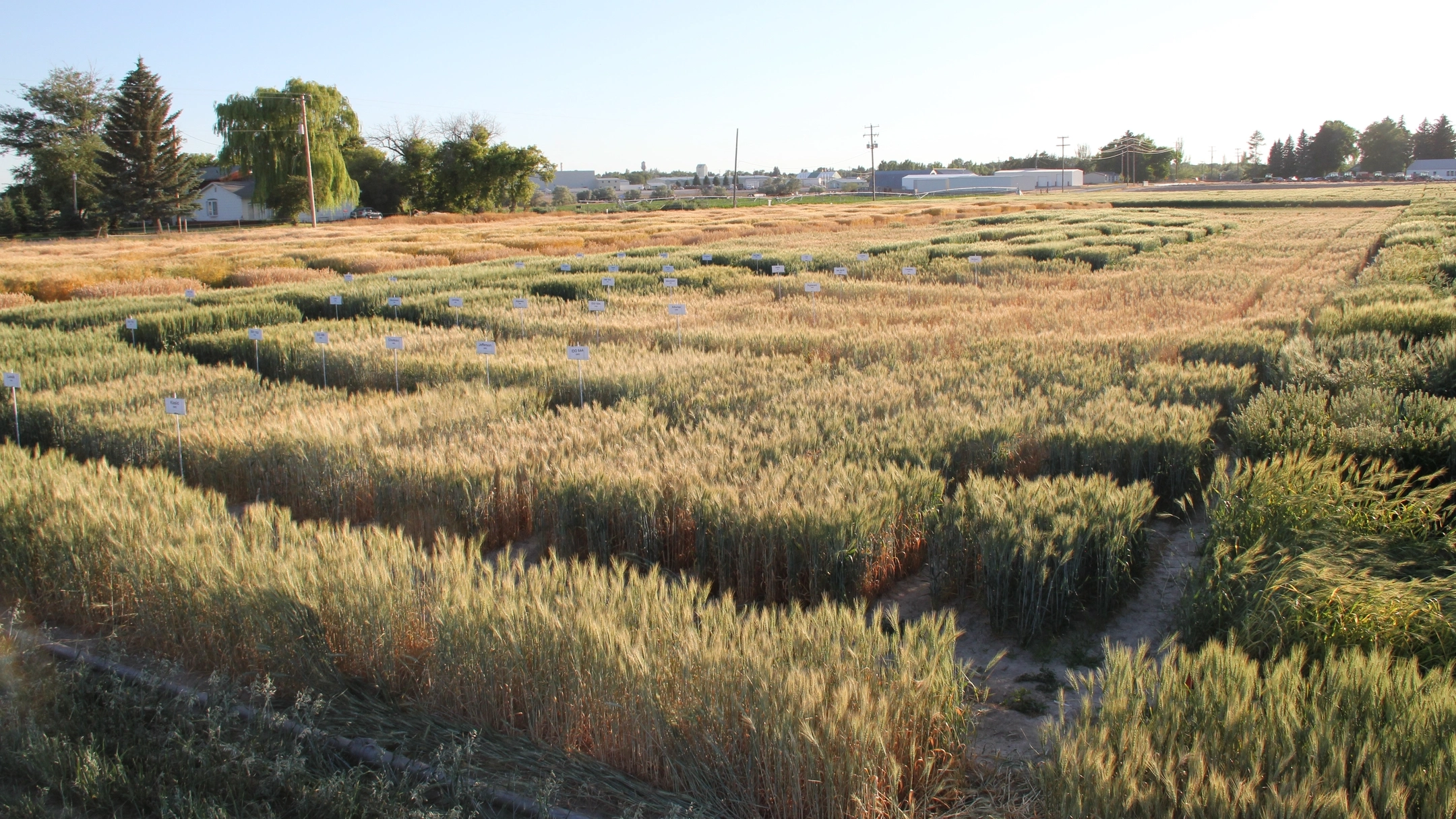 Research and Extension Center photos