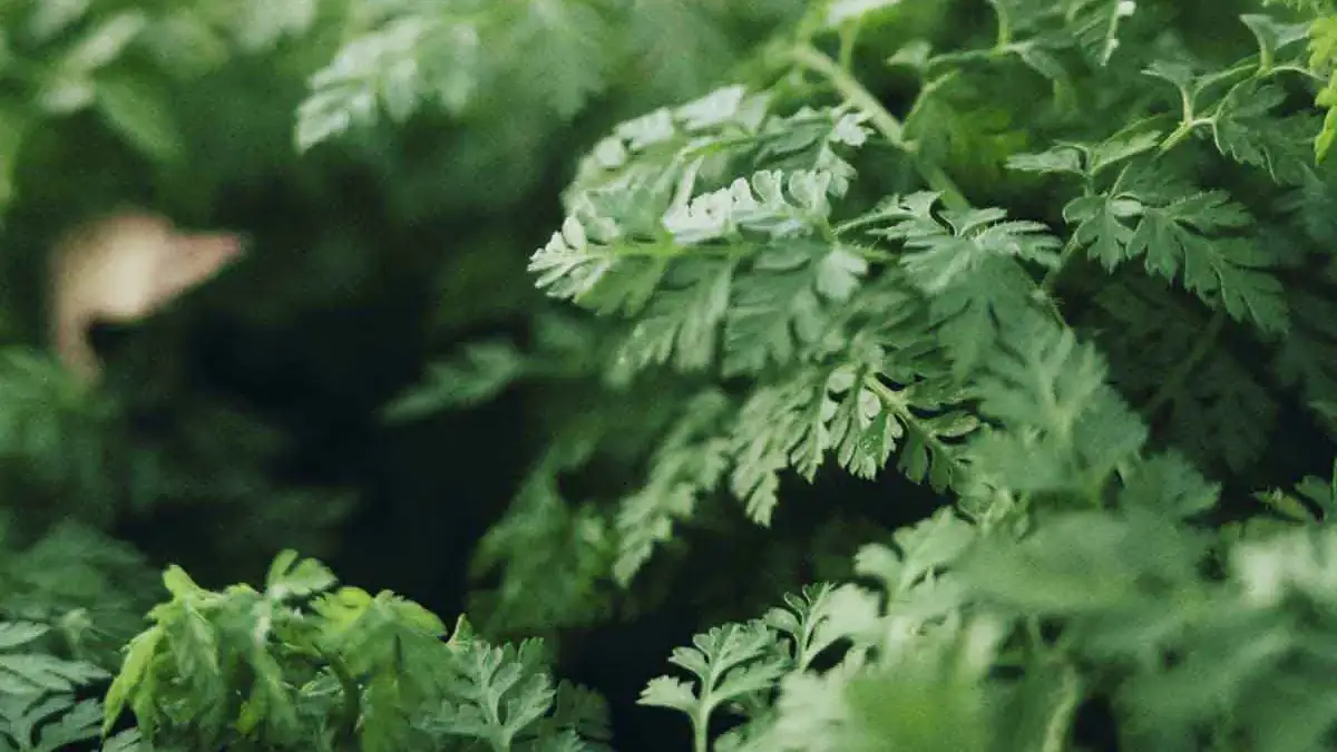 Landscapes and Gardens photos