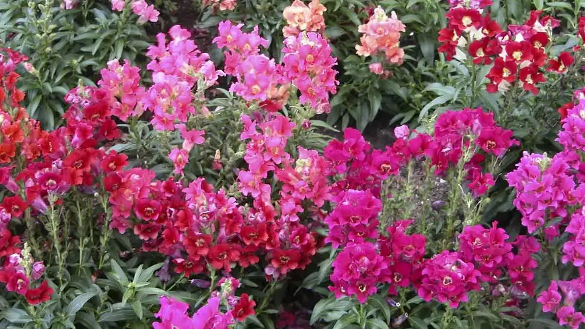 Herbaceous plants that are typically annuals