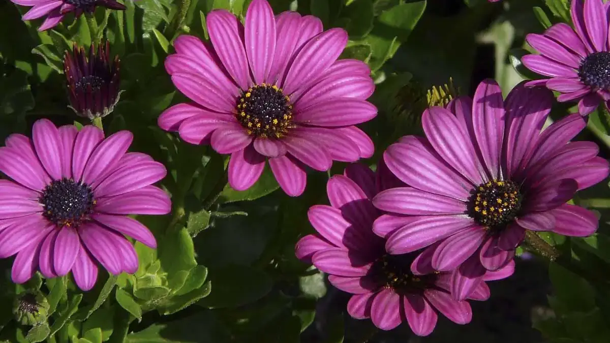 A variety of perennials from African daisies to yarrow