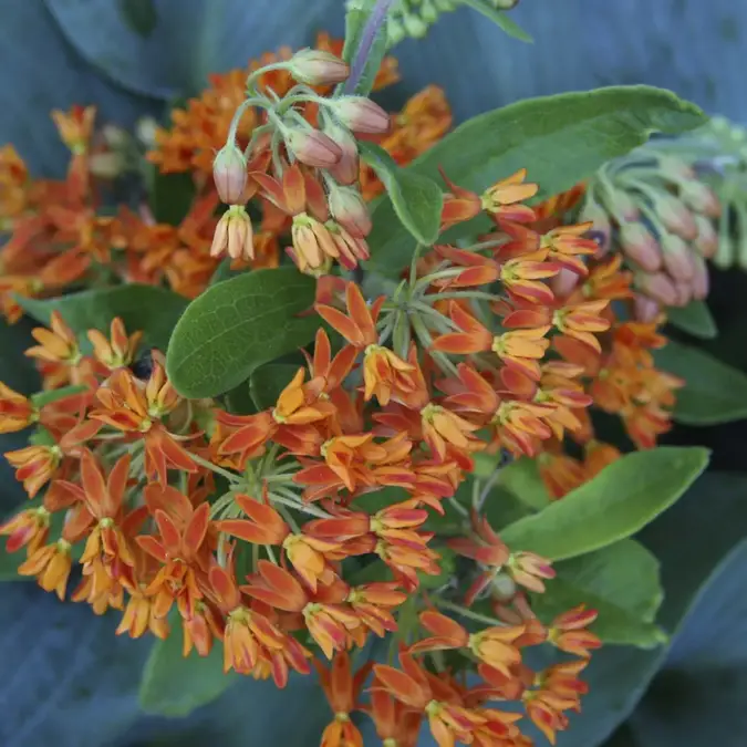 A variety of perennials from African daisies to yarrow