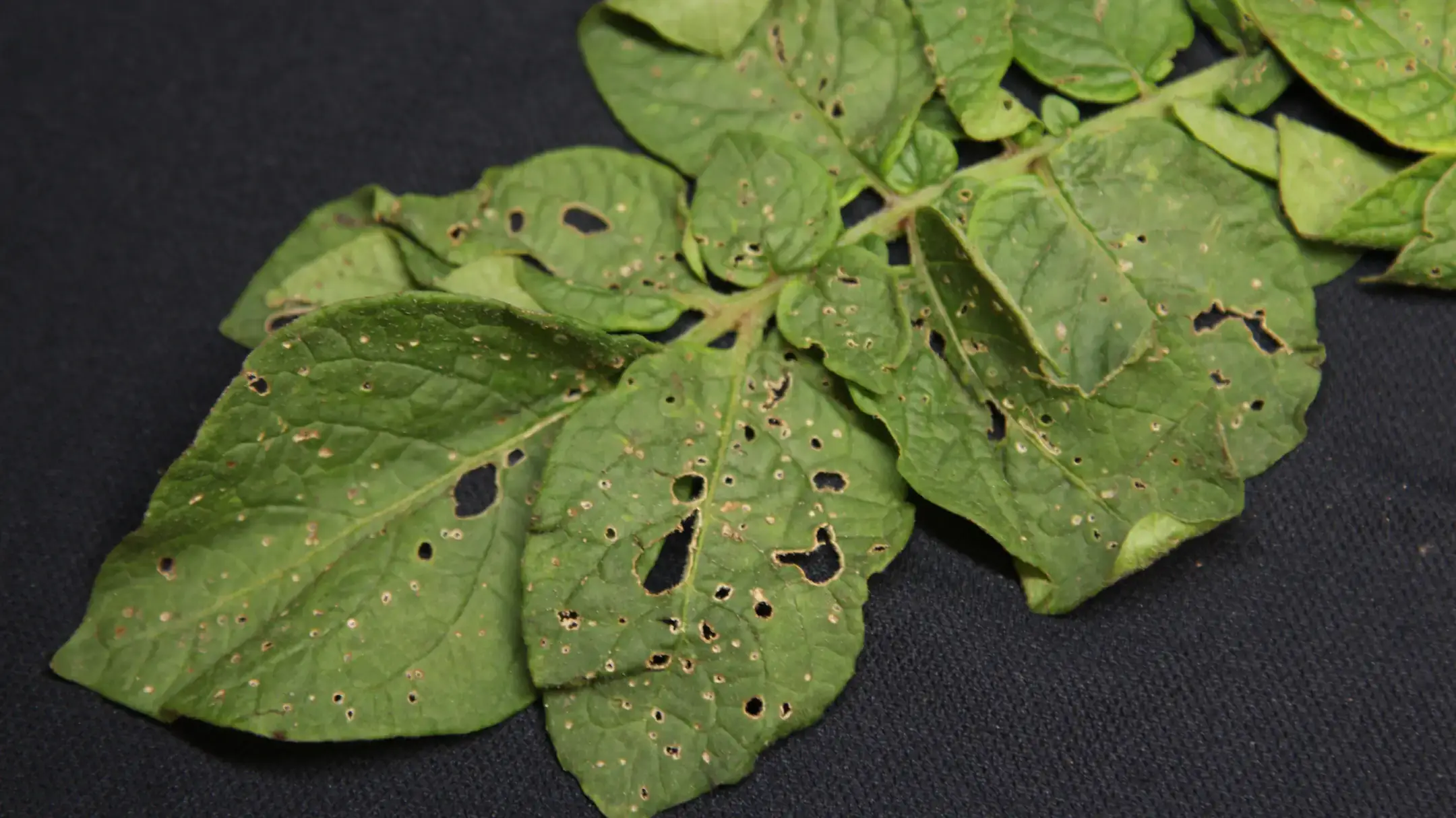 Flea beetle damage to potato leave.