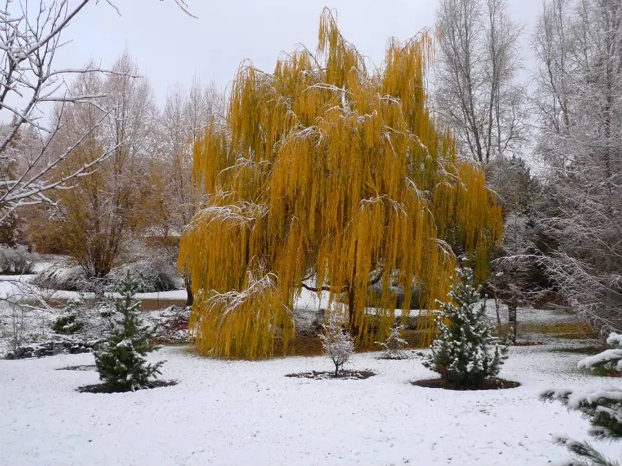 Weeping willow drapes against a snowy Arboretum landscape