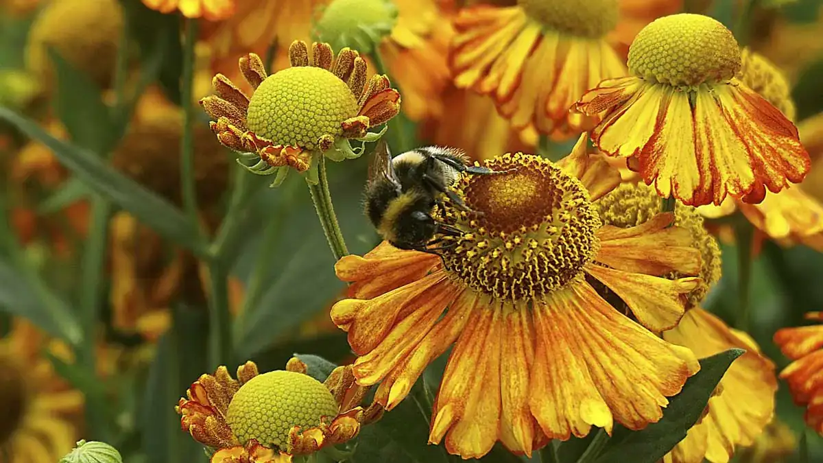 Herbaceous plants that are typically annuals