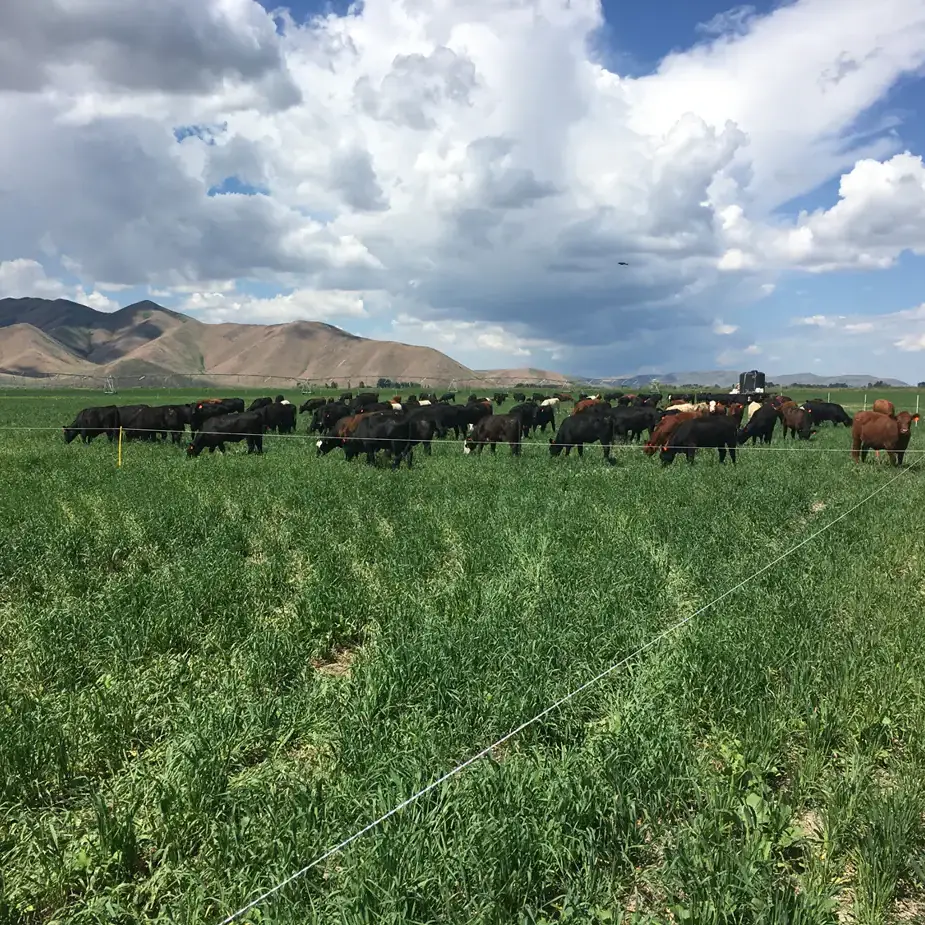 Cover crop heifers in a field