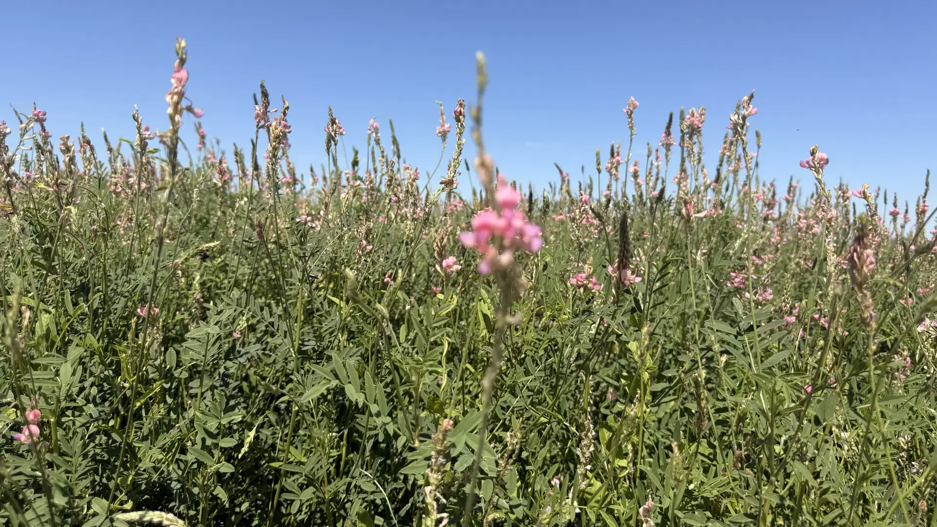 Low-angle view of a sainfoin field with tall green stems and small pink flowers under a clear blue sky
