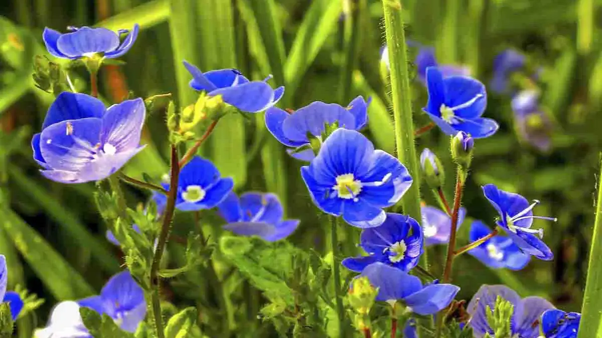 Landscapes and Gardens photos