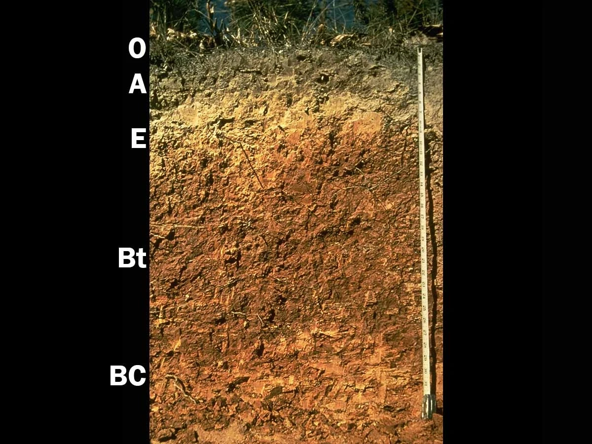 Typic hapludult layers of Ultisols in Arkansas