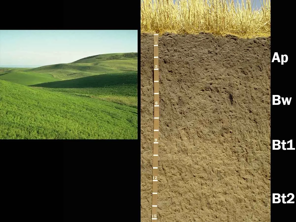 Pachic ultic haploxeroll in Latah County