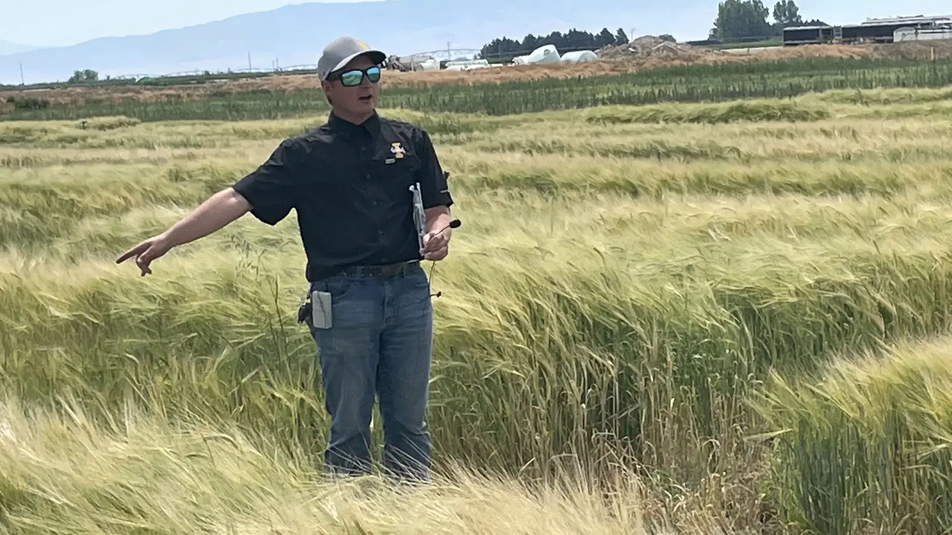 A man wearing a black shirt with a University of Idaho logo stands in a field of blowing grain, with mountains in the background.