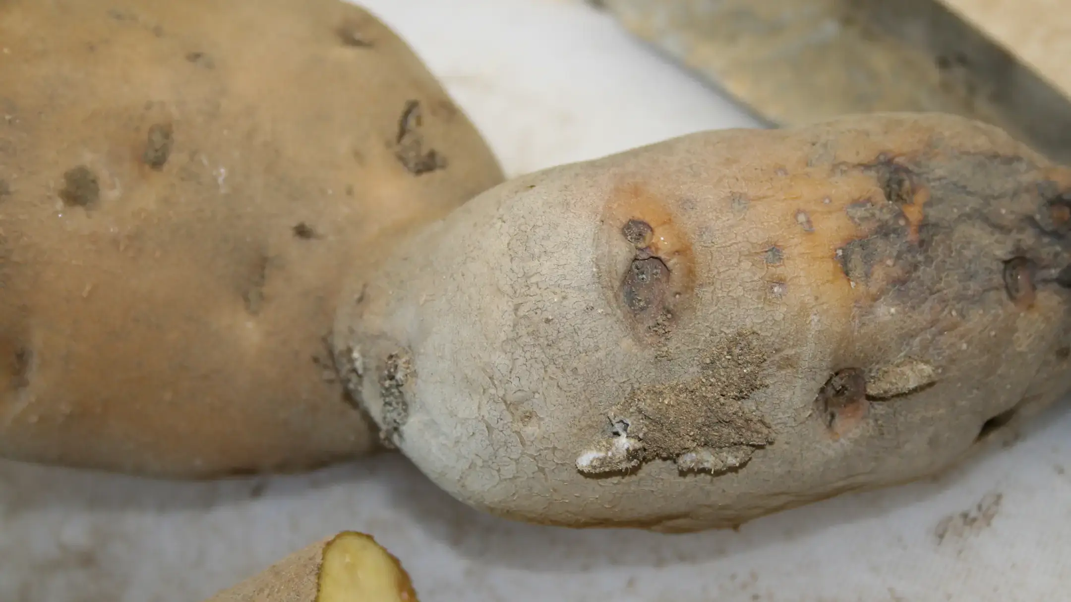 Potato tuberworm damage to exterior of potato.