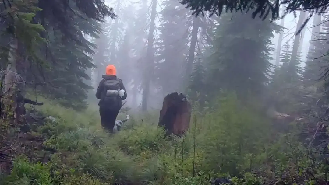 Two people hiking in a forest.