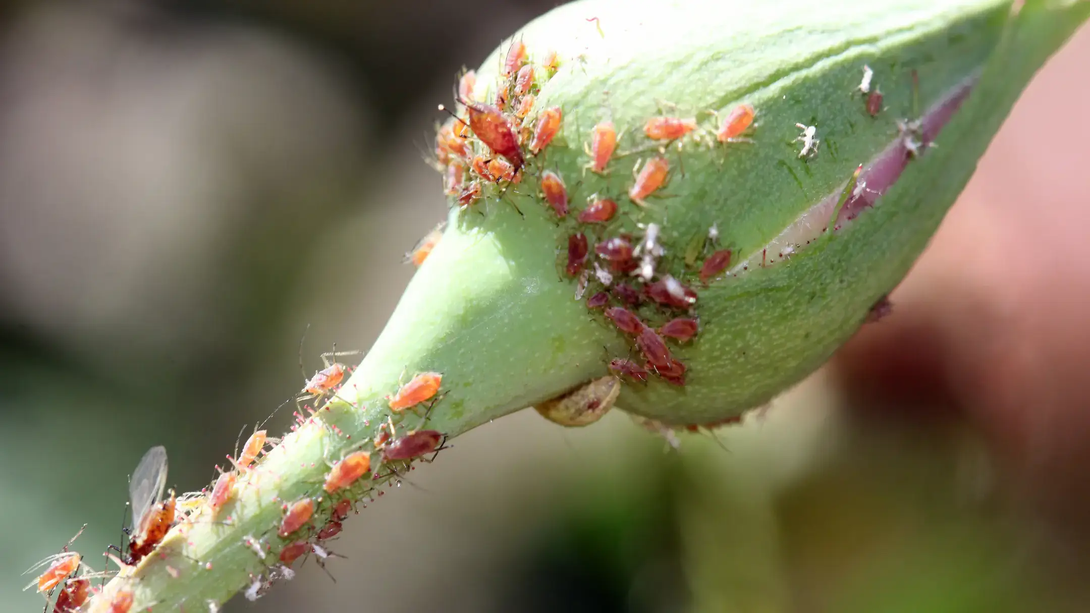 Rose aphids, adults and nymphs