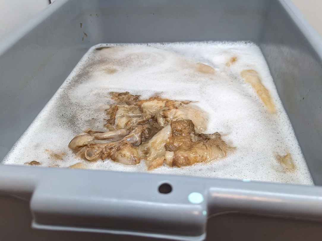 A SCOBY lies in a bin of soapy water