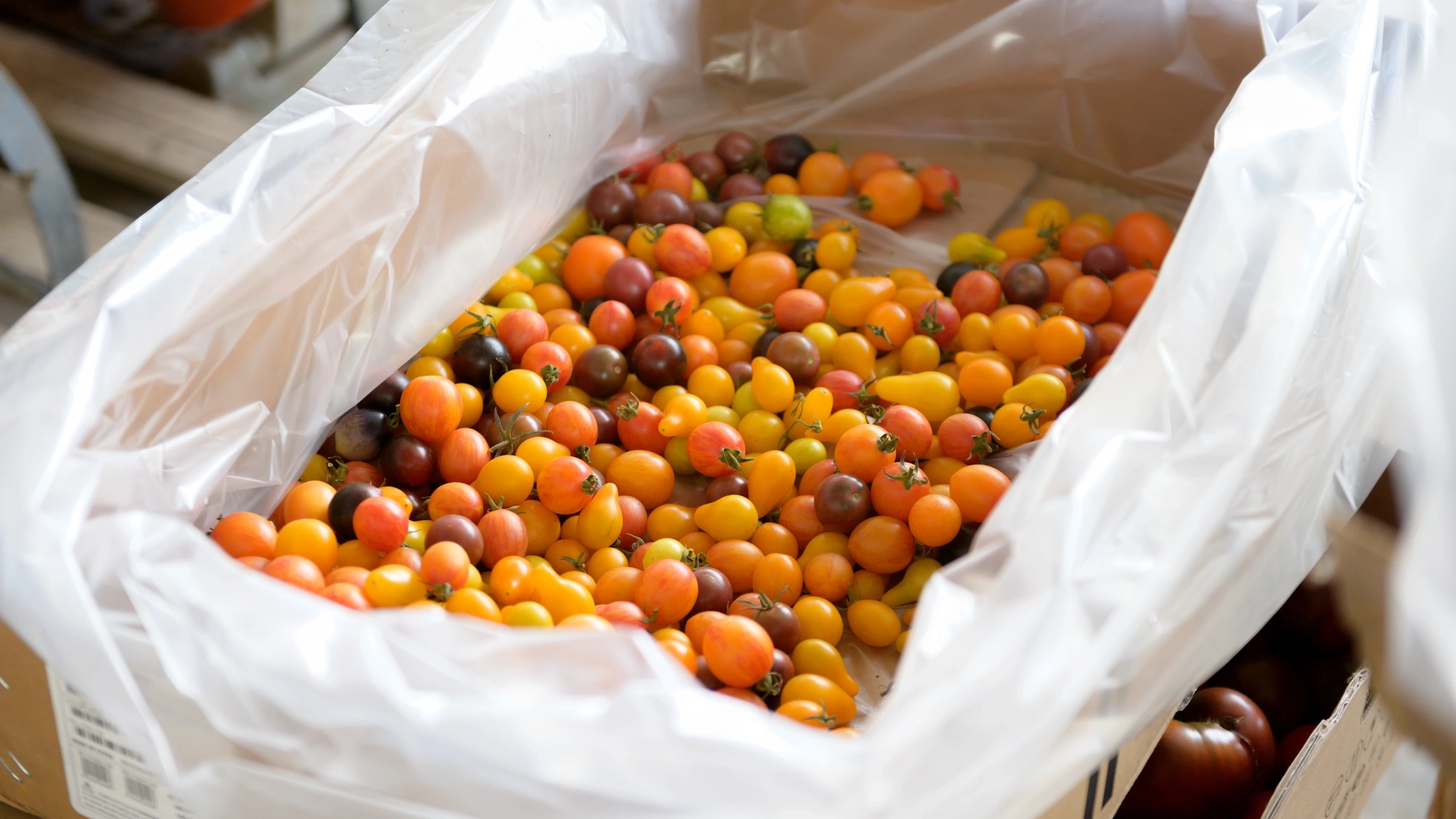 Students harvesting at the Soil Stewards Farm