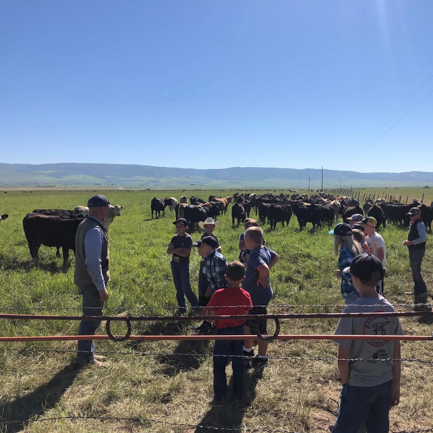 A group of young folk listen to a rancher in a field with cattle.
