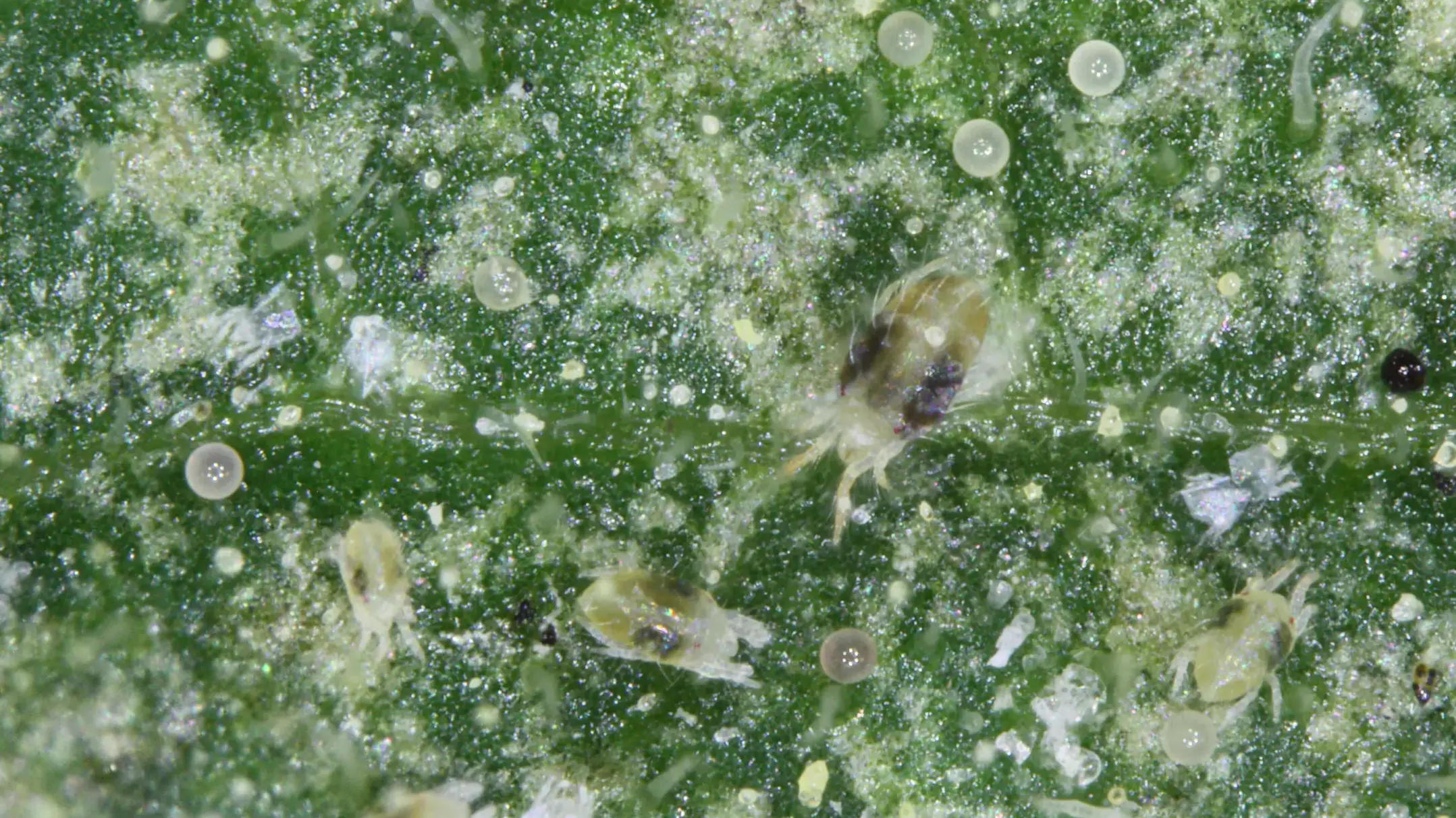Two spotted spider mite
