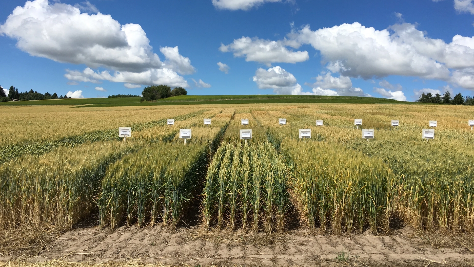 North Idaho Cereals.JPG